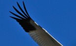 Whooping crane wing