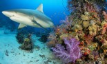 Shark swims near a reef, Indian Ocean