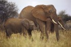 Elephants in Africa