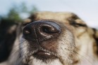 A muzzle on a dog close up