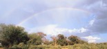 Rainbow over the African savannah