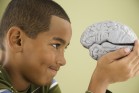 Boy looking at model brain