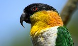 Black-headed Parrot close up