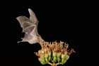 Bat in flight at night