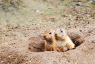 Two black-tailed prairie dogs (Cynomys ludovicianus) sticking out from a burrow