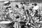 slaves picking cotton