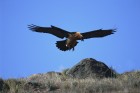Bearded Vulture in Flight