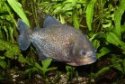 Red bellied piranha