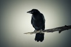 Crow on a branch