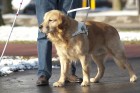 Guide dog is helping a blind person.