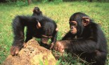 chimpanzees cooperating