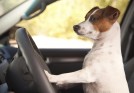 Jack Russell Terrier dog in drivers seat with paws on steering wheel