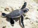 Baby green sea turtle on a beach