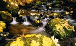 Autumnal leaves beside stream