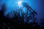 Silhouette of a coral formation with a scuba diver above it