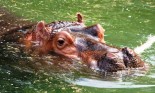 Hippo Swimming