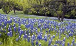 Bluebonnets in the Texas Hill Country