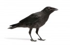 Young carrion crow (Corvus corone), 3 months, in front of a white background