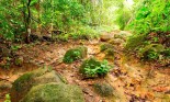 Mud path in the wild Darien jungle near Colombia and Panama border