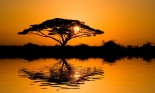 Beautiful African sunrise reflected on lake, with backlit acacia tree on Amboseli National Park, Kenya