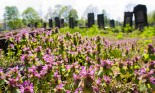 Jewish cemetery in Lodz, Poland