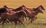 Horses running