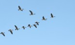 Canada geese in v-formation