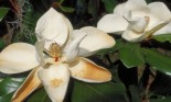 Magnolia, the state flower of Mississippi