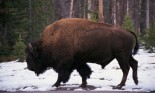 Buffalo on snowy ground