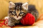 Kitten with a ball of yarn