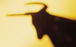 Silhouette of bull