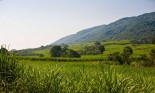 Crop in a field, Tamasopo, San Luis Potosi, Mexico