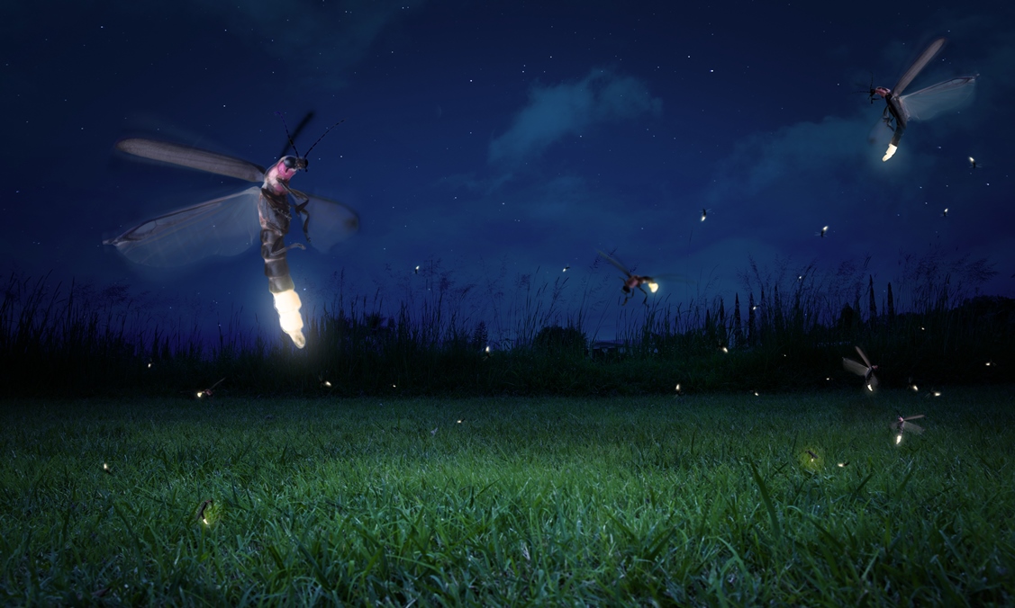 How Do Fireflies Glow? Mystery Solved After 60 Years | 6-12