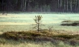 sapling in field