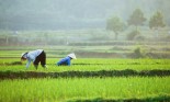 Farmers at work in rice paddy - North Vietnam