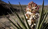 Yucca plant blossoming in the desert hills of Carlsbad Caverns