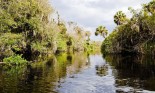 Turner River in the Florida Everglades