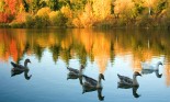 Wild geese in pond with fall forest