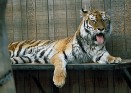 Tiger resting on wooden shelf in a building