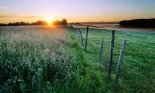 Clover field at dawn, Alberta, Canada