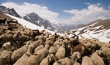 Flock of sheep and Pashmina goats at the top of a pass through Kashmir, near the line of control between India and Pakistan.