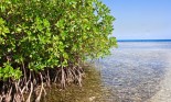 Mangrove forest and shallow waters in a tropical island
