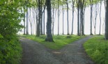 Pathway split in two in the forest, forming a fork in the road