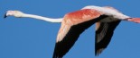 A Greater Flamingo in flight