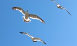 seagulls in blue sky