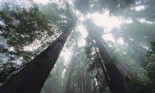 Old growth redwood trees, Redwood National Park, California, USA