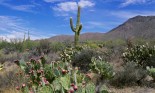 Saguaro cactus in Saguaro National Park, Arizona