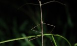 Stick insect