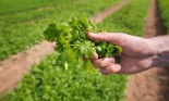 Close up of worker inspecting freshly picked crops on herb farm