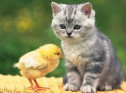 An American shorthair cat and a chick on a basket